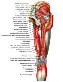 Anatomie: heup,bovenbeen,knie,onderbeen,enkel,voet,acetabulum,collum femoris,trachanter,femur,epicondyl,meniscus,kruisband,cruciate ligament,patella,knieschijf,tibia,fibula,malleolus,talus,calcaneus,tarsus,metatarsus,phalanx,falanx,quadriceps femoris,rectus femoris,sartorius,tensor fasciae latae,tractus iliotibialis,biceps femoris,gastrocnemius,semimembranosus,semitendinosus,soleus,suralis,vena saphena parva,vena saphena magna,sciatic,ischiadicus,peronea